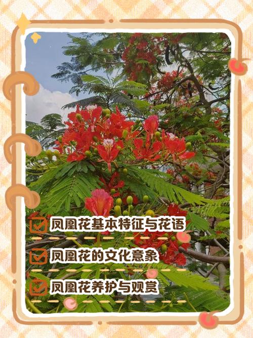 凤凰木的传说？凤凰木的故事？-第5张图片-优品飞百科