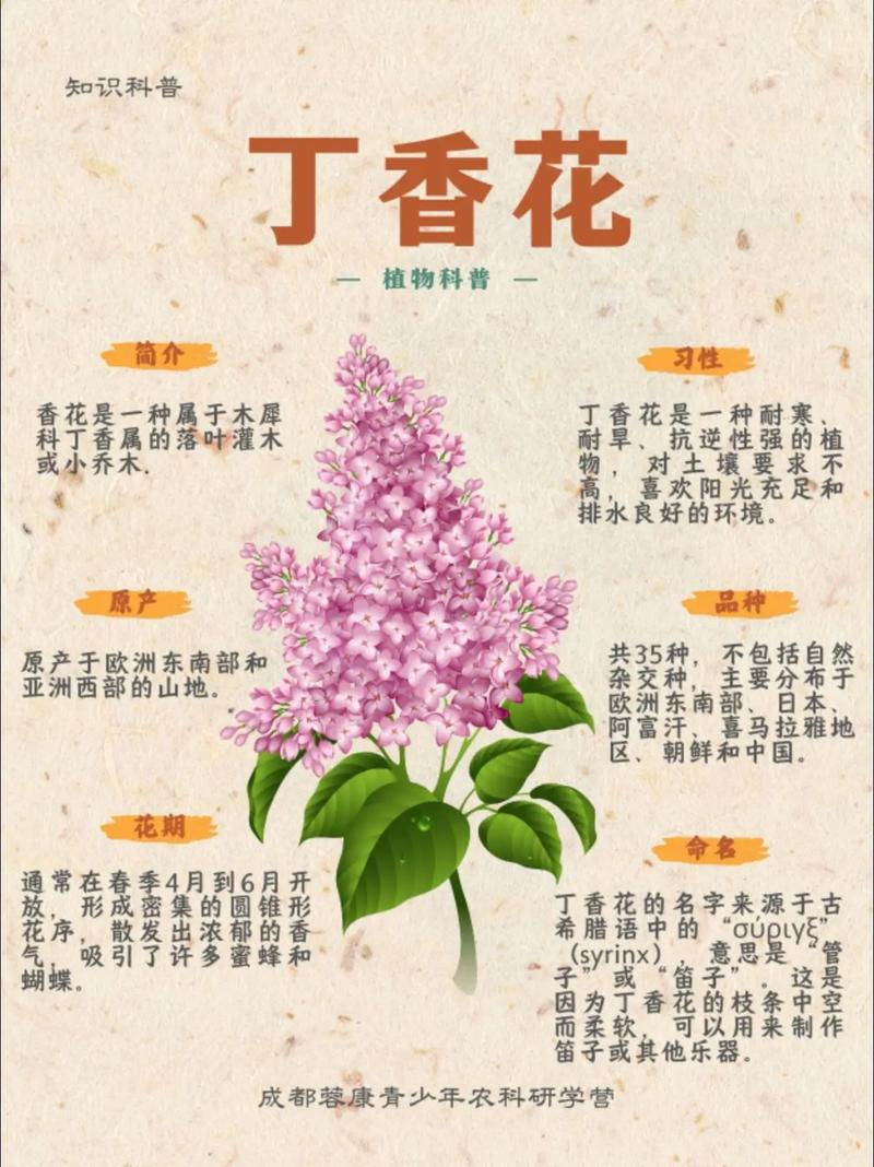 丁香花繁殖方法有哪些，丁香花好养吗？丁香苗木如何繁殖？-第1张图片-优品飞百科