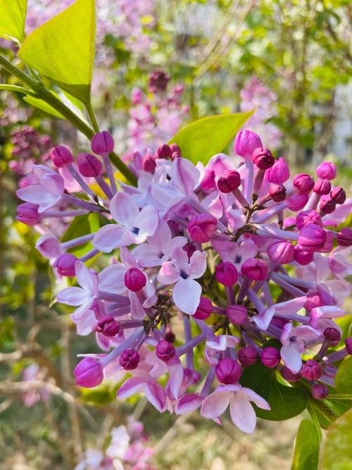 丁香花繁殖方法有哪些，丁香花好养吗？丁香苗木如何繁殖？-第2张图片-优品飞百科