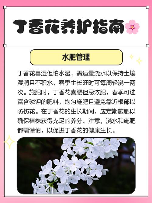 丁香花繁殖方法有哪些，丁香花好养吗？丁香苗木如何繁殖？-第3张图片-优品飞百科