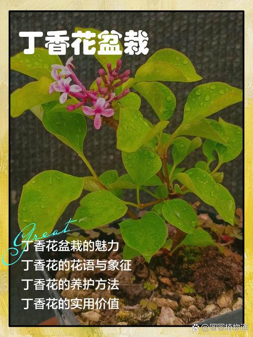丁香花繁殖方法有哪些，丁香花好养吗？丁香苗木如何繁殖？-第4张图片-优品飞百科