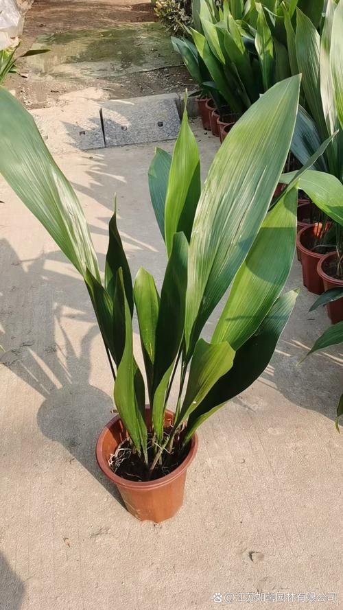 一叶兰对人体有害吗？一叶兰是否有毒？-第3张图片-优品飞百科