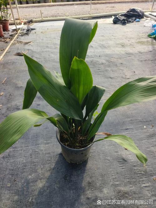 一叶兰对人体有害吗？一叶兰是否有毒？-第5张图片-优品飞百科