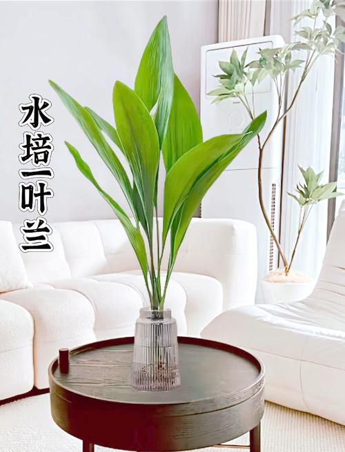 一叶兰对人体有害吗？一叶兰是否有毒？-第4张图片-优品飞百科