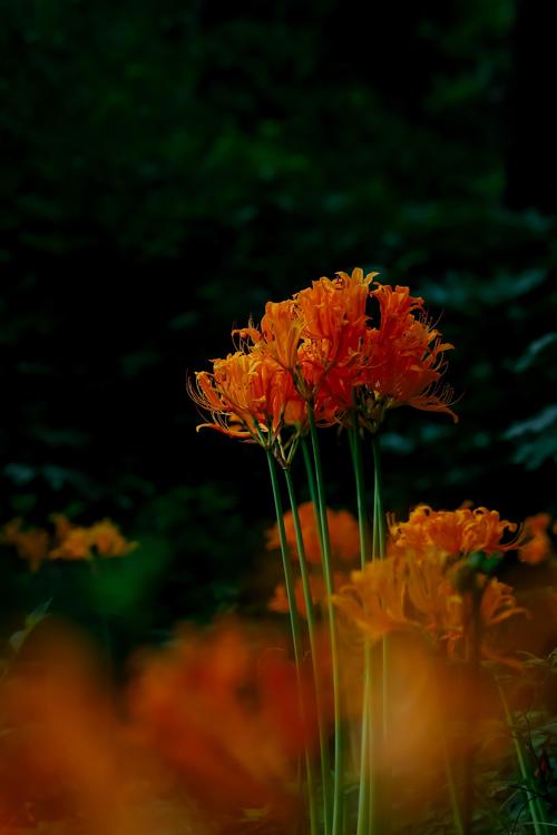 忽地笑的主要作用和用途，忽地笑值钱吗？-第1张图片-优品飞百科