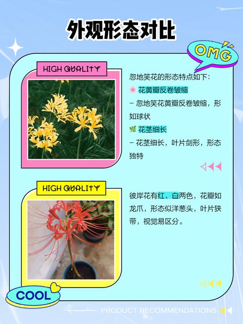 忽地笑的主要作用和用途，忽地笑值钱吗？-第2张图片-优品飞百科