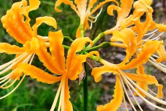 忽地笑的主要作用和用途，忽地笑值钱吗？-第4张图片-优品飞百科