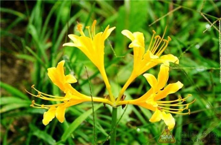 忽地笑的主要作用和用途，忽地笑值钱吗？-第5张图片-优品飞百科