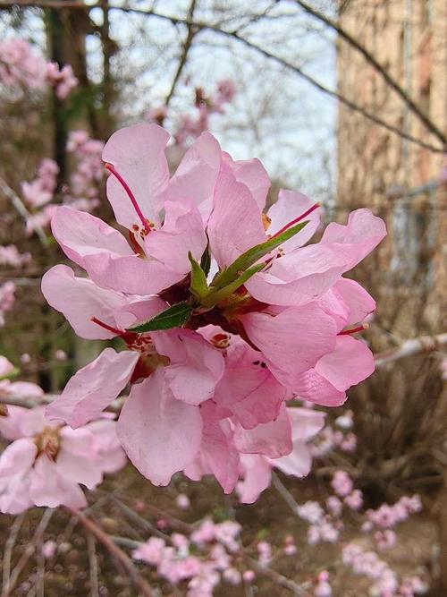 吉林适合养什么花，市花和市树是什么，吉林适合种植什么牧草？-第1张图片-优品飞百科