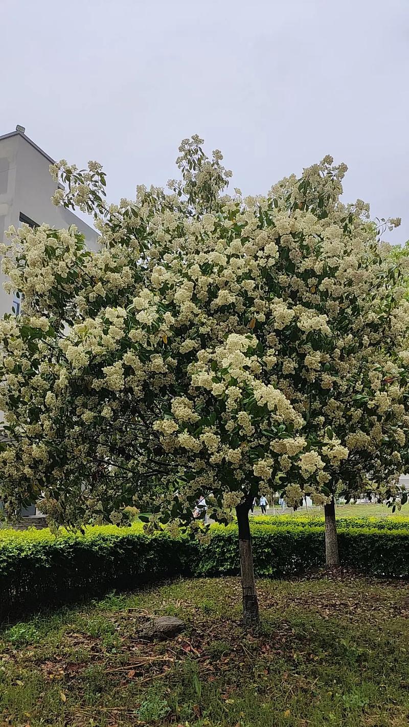 吉林适合养什么花，市花和市树是什么，吉林适合种植什么牧草？-第2张图片-优品飞百科