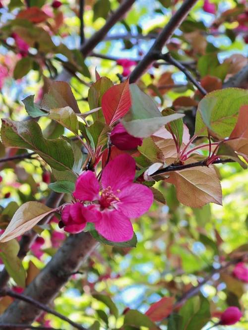 吉林适合养什么花，市花和市树是什么，吉林适合种植什么牧草？-第3张图片-优品飞百科