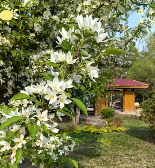 吉林适合养什么花，市花和市树是什么，吉林适合种植什么牧草？-第4张图片-优品飞百科