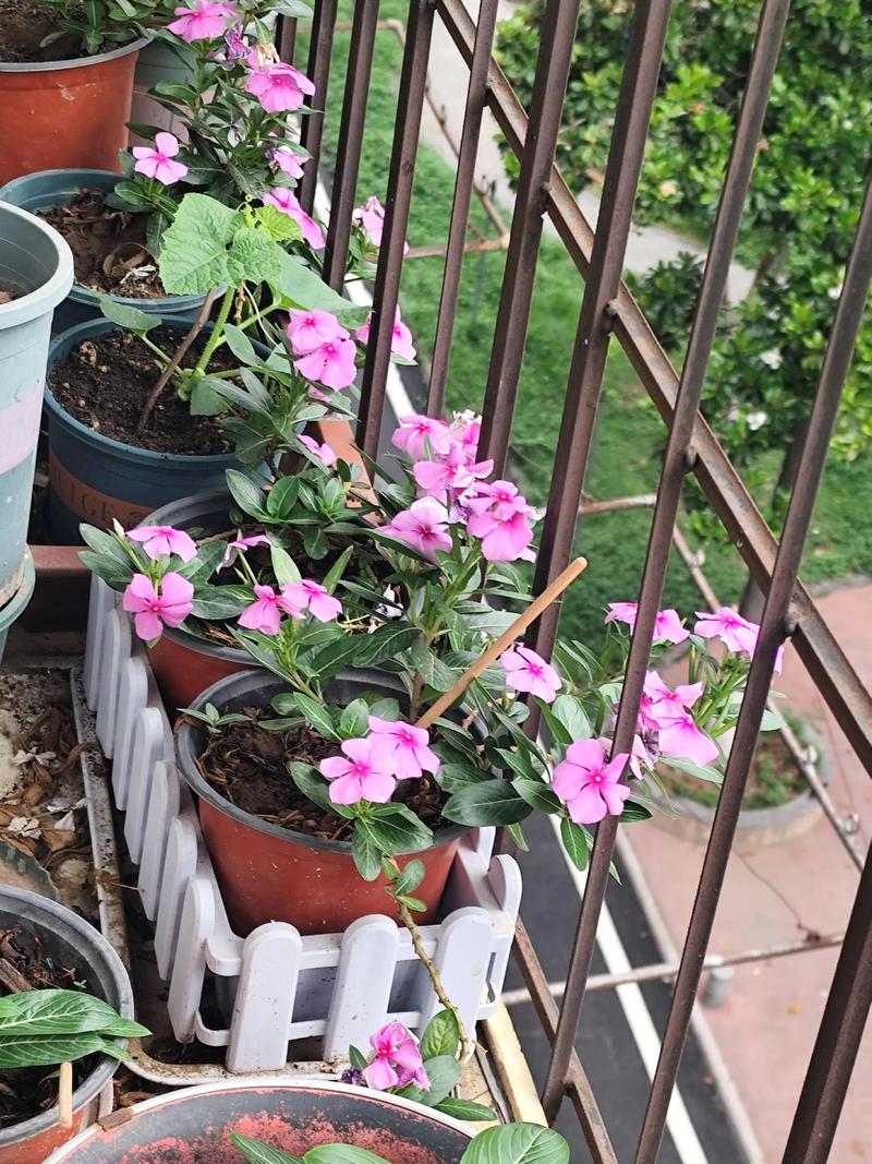 吉林适合养什么花，市花和市树是什么，吉林适合种植什么牧草？-第7张图片-优品飞百科