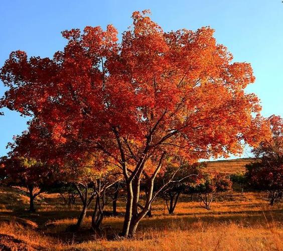吉林适合养什么花，市花和市树是什么，吉林适合种植什么牧草？-第8张图片-优品飞百科