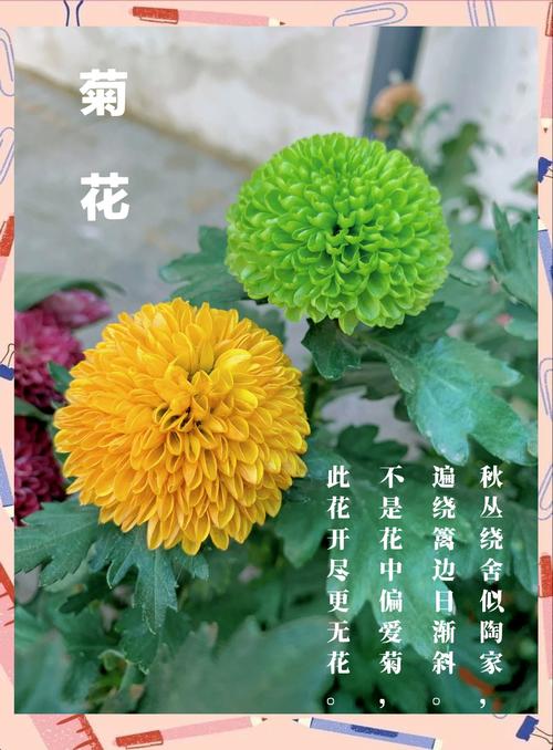 菊花的花语大全？菊花的花语大全及寓意？