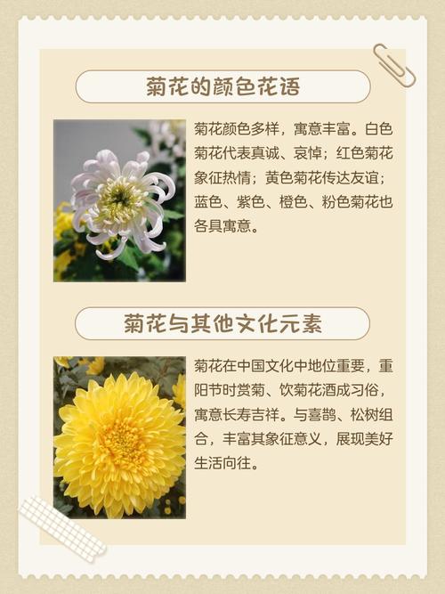 菊花的花语大全？菊花的花语大全及寓意？-第2张图片-优品飞百科