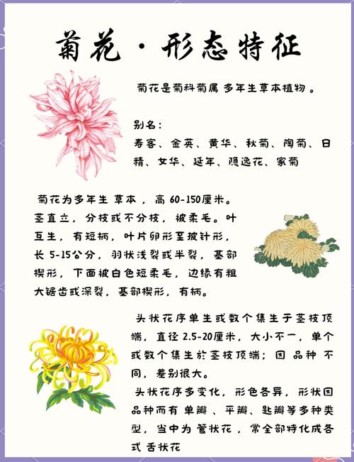 菊花的花语大全？菊花的花语大全及寓意？-第4张图片-优品飞百科