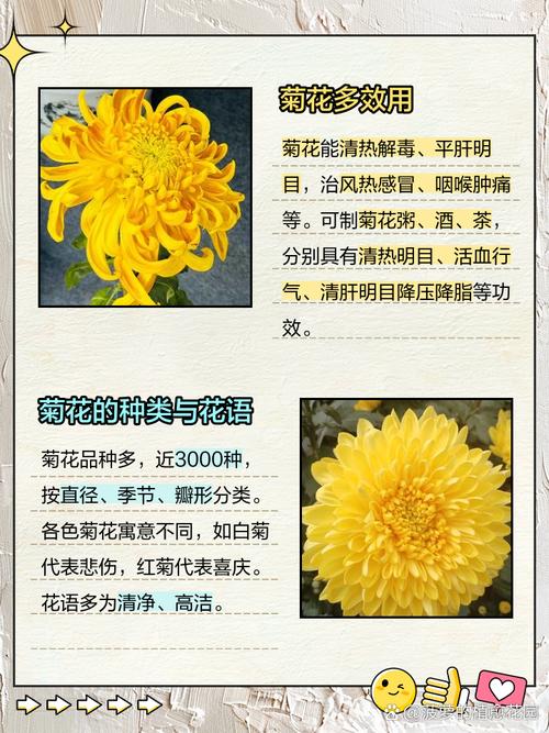 菊花的花语大全？菊花的花语大全及寓意？-第5张图片-优品飞百科