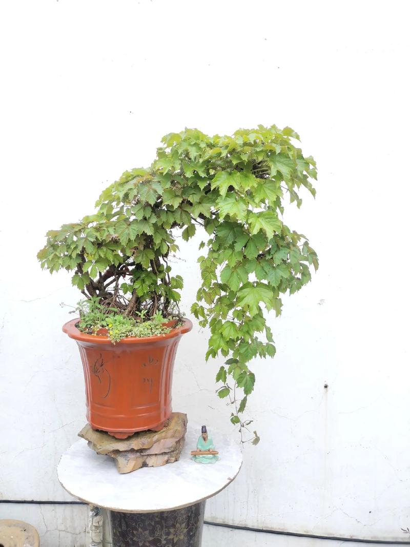 盆栽爬山虎用什么盆，放在盆里会爬么，爬山虎能盆栽会茂盛吗？-第1张图片-优品飞百科