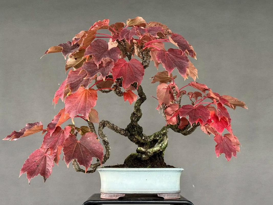 盆栽爬山虎用什么盆，放在盆里会爬么，爬山虎能盆栽会茂盛吗？-第2张图片-优品飞百科