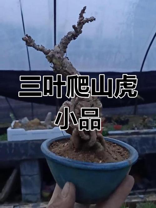 盆栽爬山虎用什么盆，放在盆里会爬么，爬山虎能盆栽会茂盛吗？-第3张图片-优品飞百科