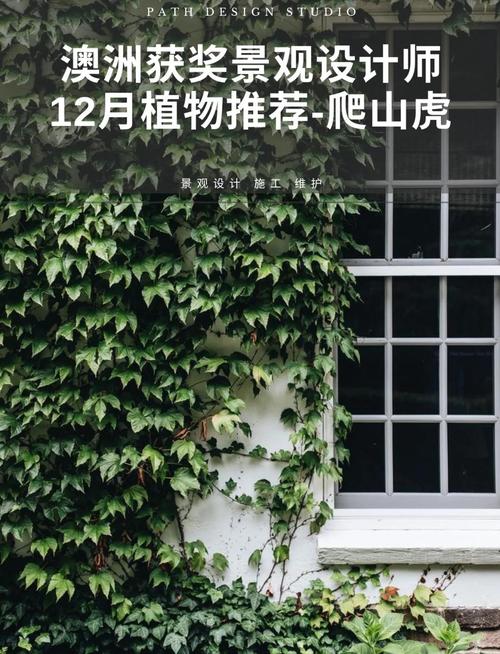 盆栽爬山虎用什么盆，放在盆里会爬么，爬山虎能盆栽会茂盛吗？-第4张图片-优品飞百科