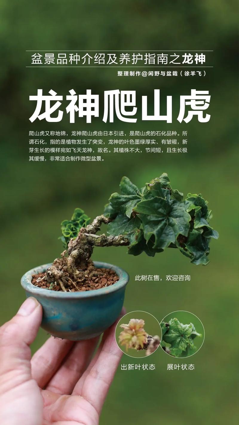 盆栽爬山虎用什么盆，放在盆里会爬么，爬山虎能盆栽会茂盛吗？-第5张图片-优品飞百科