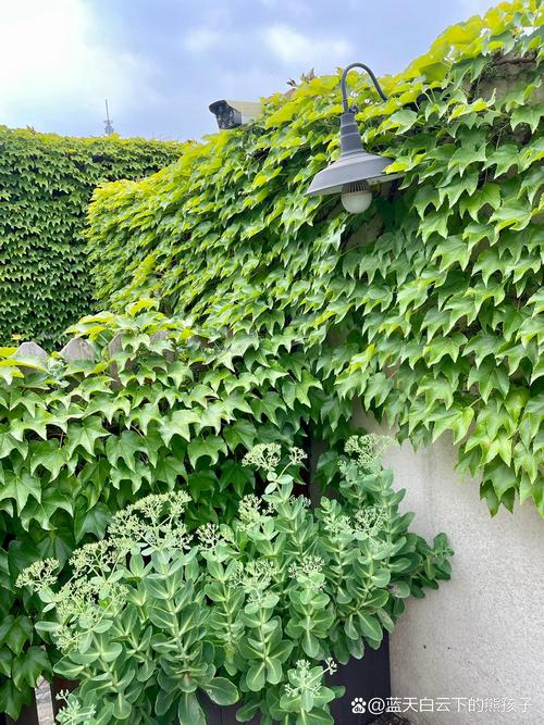 盆栽爬山虎用什么盆，放在盆里会爬么，爬山虎能盆栽会茂盛吗？-第6张图片-优品飞百科