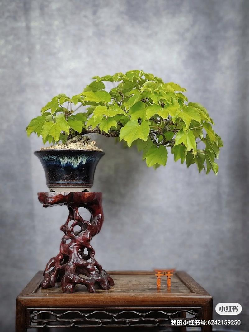 盆栽爬山虎用什么盆，放在盆里会爬么，爬山虎能盆栽会茂盛吗？-第7张图片-优品飞百科