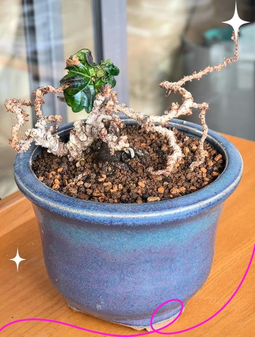 盆栽爬山虎用什么盆，放在盆里会爬么，爬山虎能盆栽会茂盛吗？-第8张图片-优品飞百科