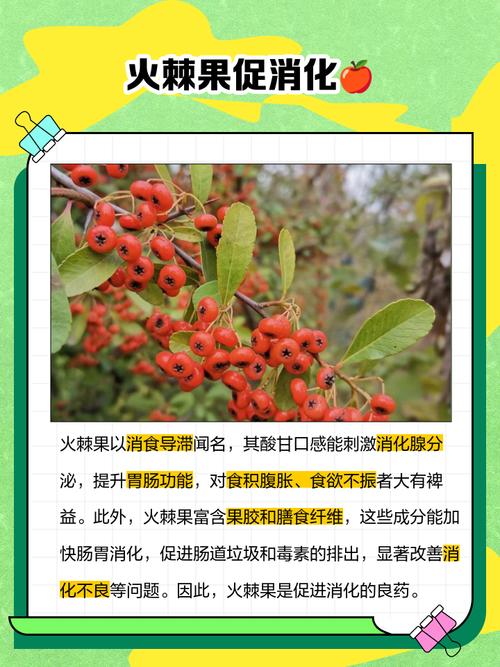 火棘的食用药用作用，火棘功效和食用方法？