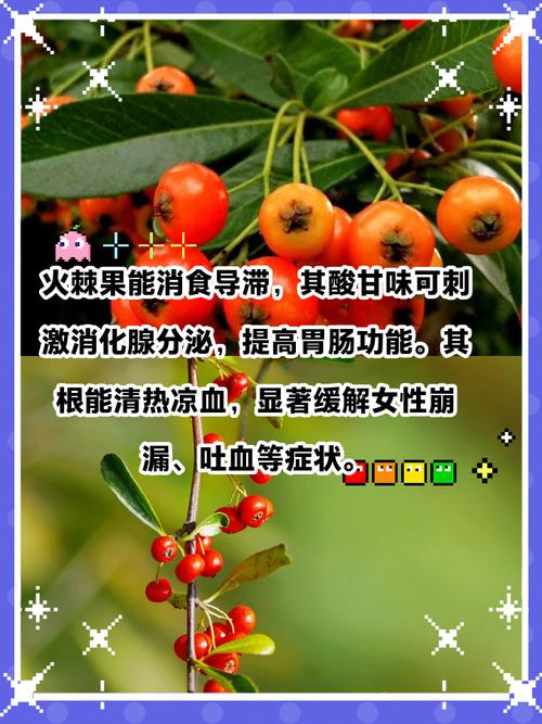 火棘的食用药用作用，火棘功效和食用方法？-第2张图片-优品飞百科