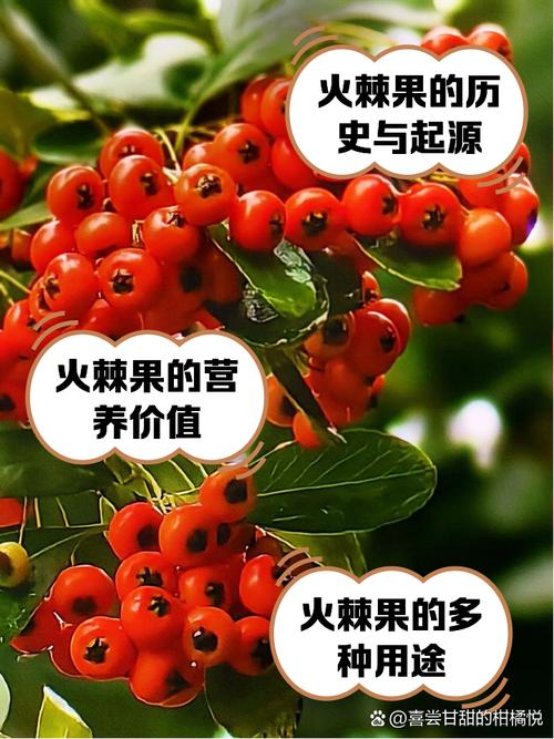 火棘的食用药用作用，火棘功效和食用方法？-第4张图片-优品飞百科