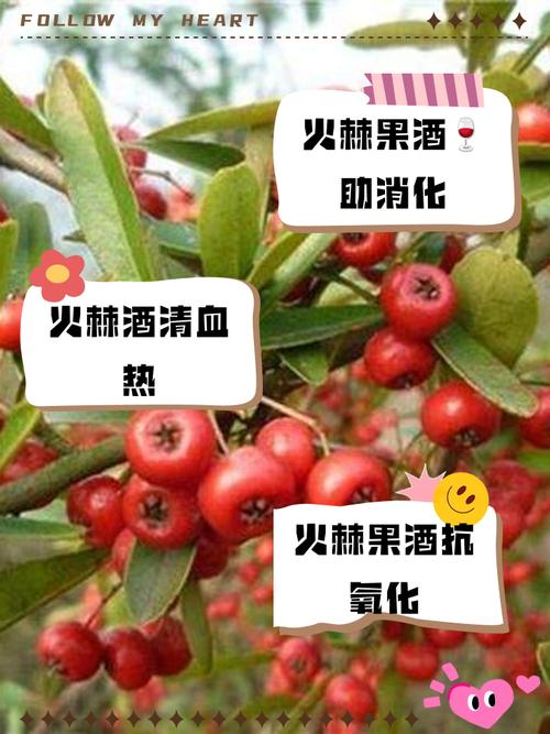火棘的食用药用作用，火棘功效和食用方法？-第6张图片-优品飞百科