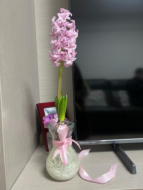 风信子适合放在哪里，风信子应该放在哪里？-第1张图片-优品飞百科