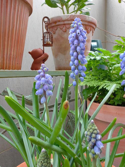 风信子适合放在哪里，风信子应该放在哪里？-第2张图片-优品飞百科