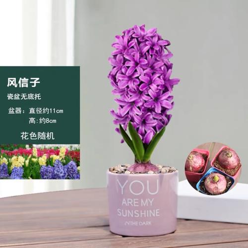 风信子适合放在哪里，风信子应该放在哪里？-第4张图片-优品飞百科