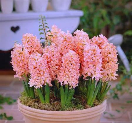 风信子适合放在哪里，风信子应该放在哪里？-第5张图片-优品飞百科