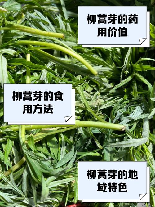 柳蒿的养殖方法，柳蒿长什么样子?有什么用?？-第2张图片-优品飞百科