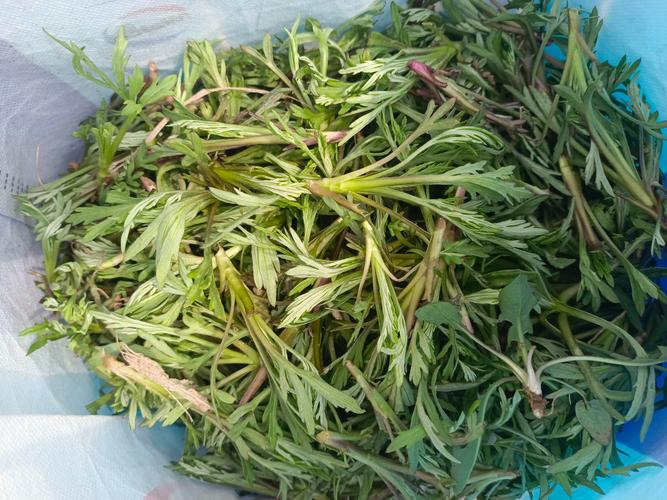 柳蒿的养殖方法，柳蒿长什么样子?有什么用?？-第4张图片-优品飞百科