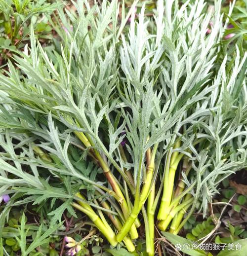 柳蒿的养殖方法，柳蒿长什么样子?有什么用?？-第5张图片-优品飞百科