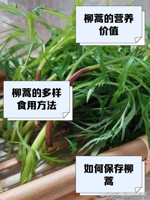 柳蒿的养殖方法，柳蒿长什么样子?有什么用?？-第6张图片-优品飞百科