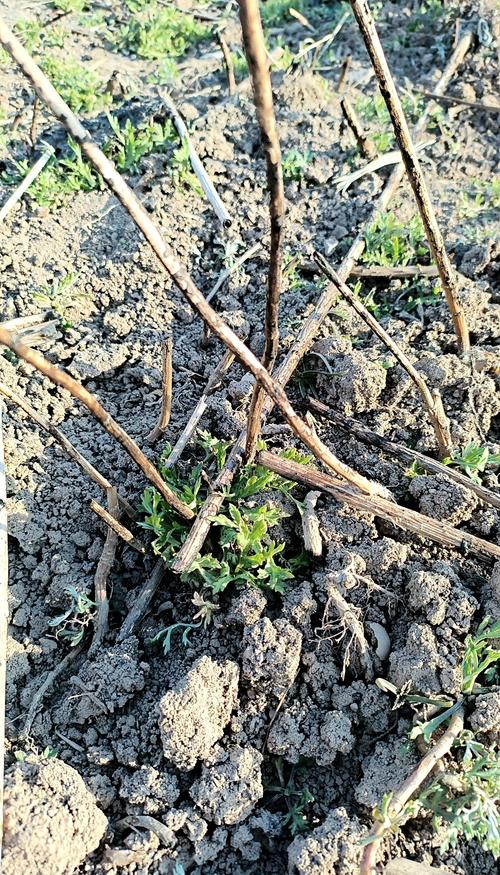 柳蒿的养殖方法，柳蒿长什么样子?有什么用?？-第7张图片-优品飞百科