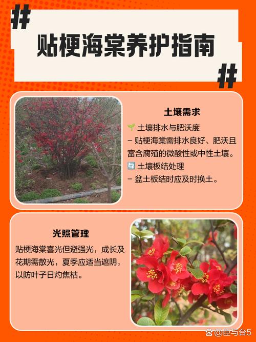 海棠换盆需要修根吗，换盆注意什么，海棠换盆需要修根吗,换盆注意什么事项？-第1张图片-优品飞百科