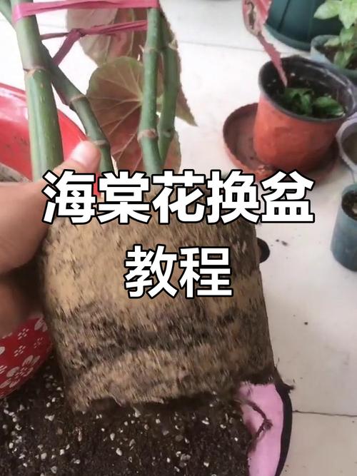海棠换盆需要修根吗，换盆注意什么，海棠换盆需要修根吗,换盆注意什么事项？-第2张图片-优品飞百科