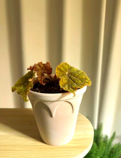 海棠换盆需要修根吗，换盆注意什么，海棠换盆需要修根吗,换盆注意什么事项？-第3张图片-优品飞百科