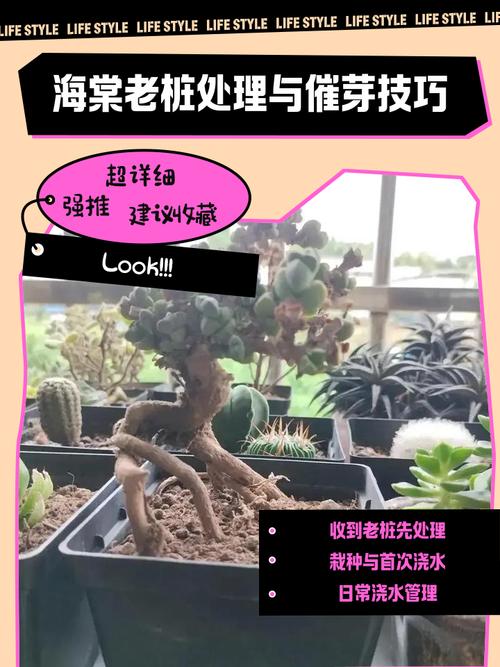 海棠换盆需要修根吗，换盆注意什么，海棠换盆需要修根吗,换盆注意什么事项？-第5张图片-优品飞百科