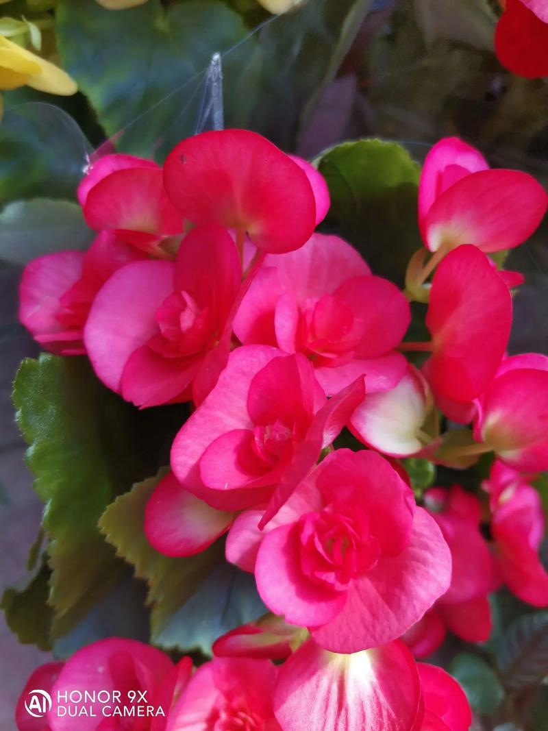 海棠换盆需要修根吗，换盆注意什么，海棠换盆需要修根吗,换盆注意什么事项？-第6张图片-优品飞百科