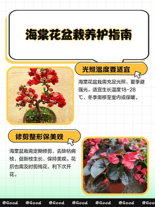 海棠换盆需要修根吗，换盆注意什么，海棠换盆需要修根吗,换盆注意什么事项？-第8张图片-优品飞百科