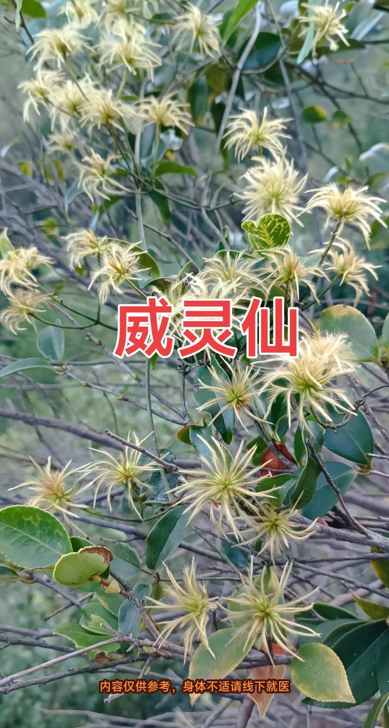 老虎须的功效与作用？老虎须的功效与作用图片及禁忌？